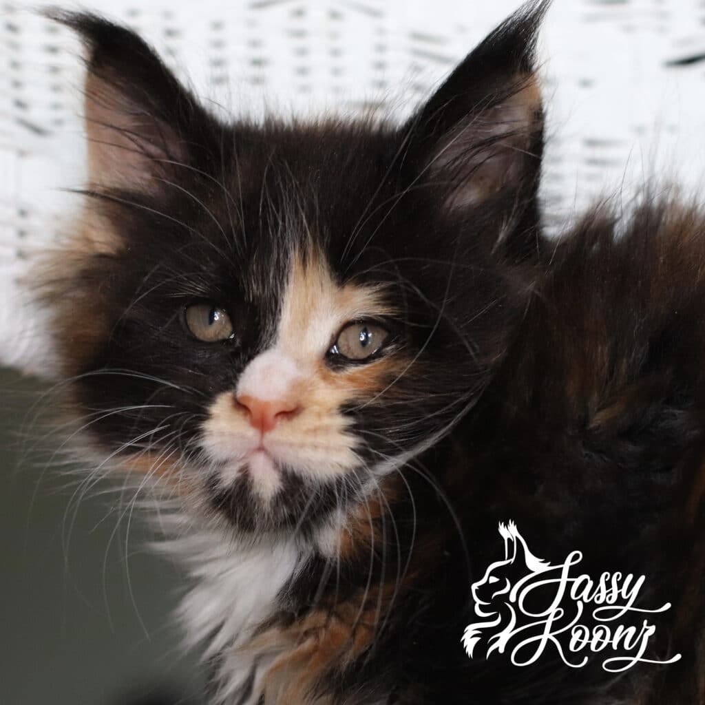 maine-coon-vinnia-7-weeks-cute ⋆ Sassy Koonz Maine Coon Cattery maine coon vinnia 7 weeks cute