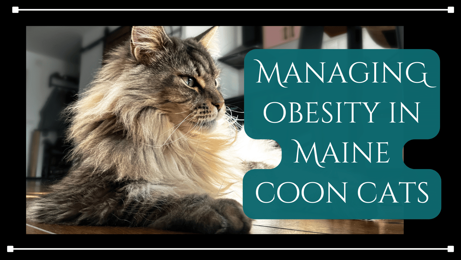 managing obesity in maine coons featured image