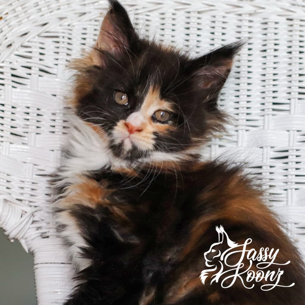 vinnia-full-body-maine-coon-kitten-7-weeks ⋆ Sassy Koonz Maine Coon Cattery vinnia full body maine coon kitten 7 weeks old
