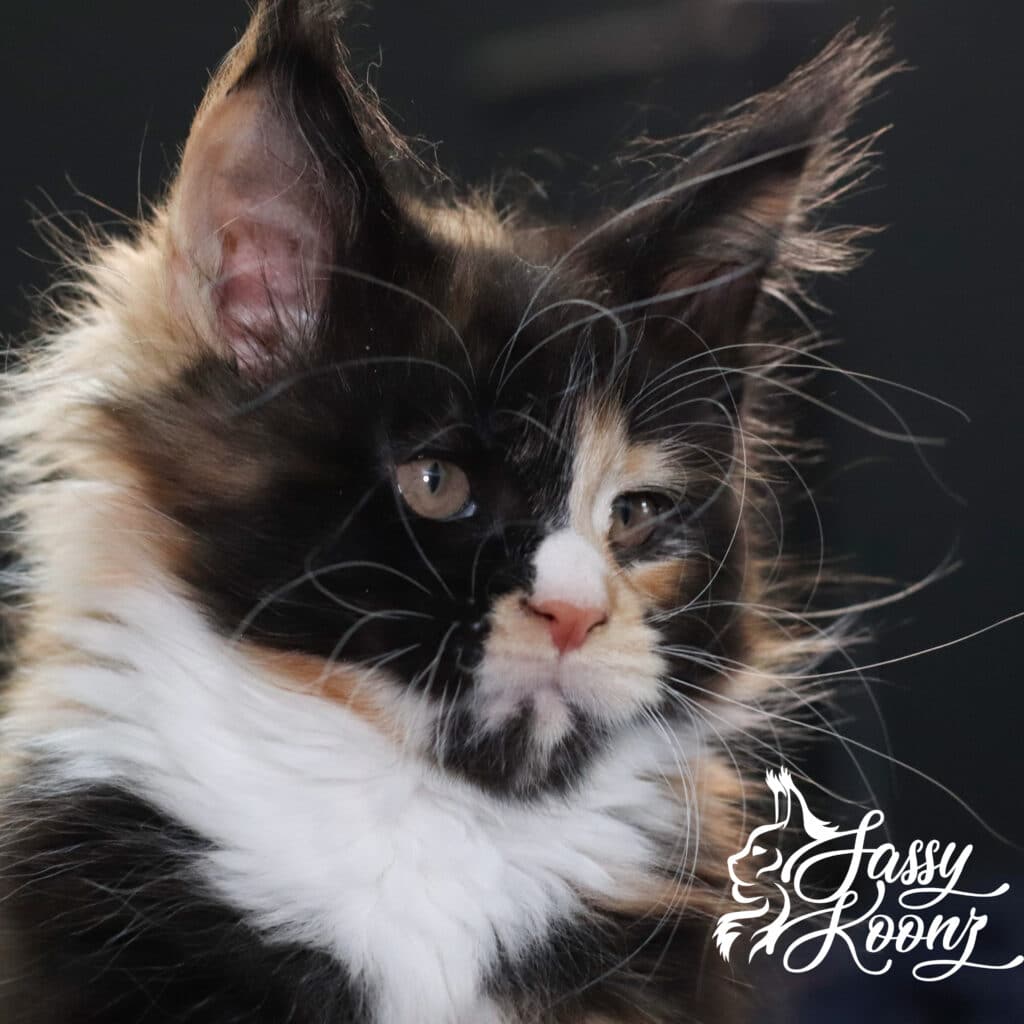 vinnia-maine-coon-calico-9-weeks-old ⋆ Sassy Koonz Maine Coon Cattery vinnia maine coon calico kitten
