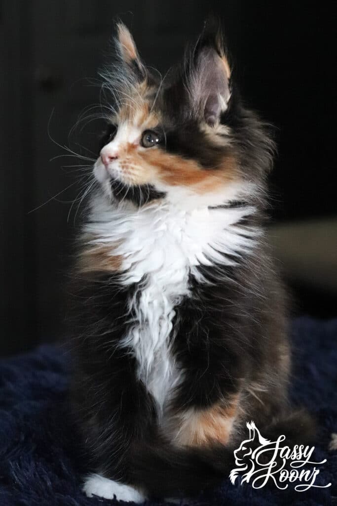 waffle-maine-coon-kitten-girl-from-sassy-koonz ⋆ Sassy Koonz Maine Coon Cattery waffle maine coon kitten girl from sassy koonz
