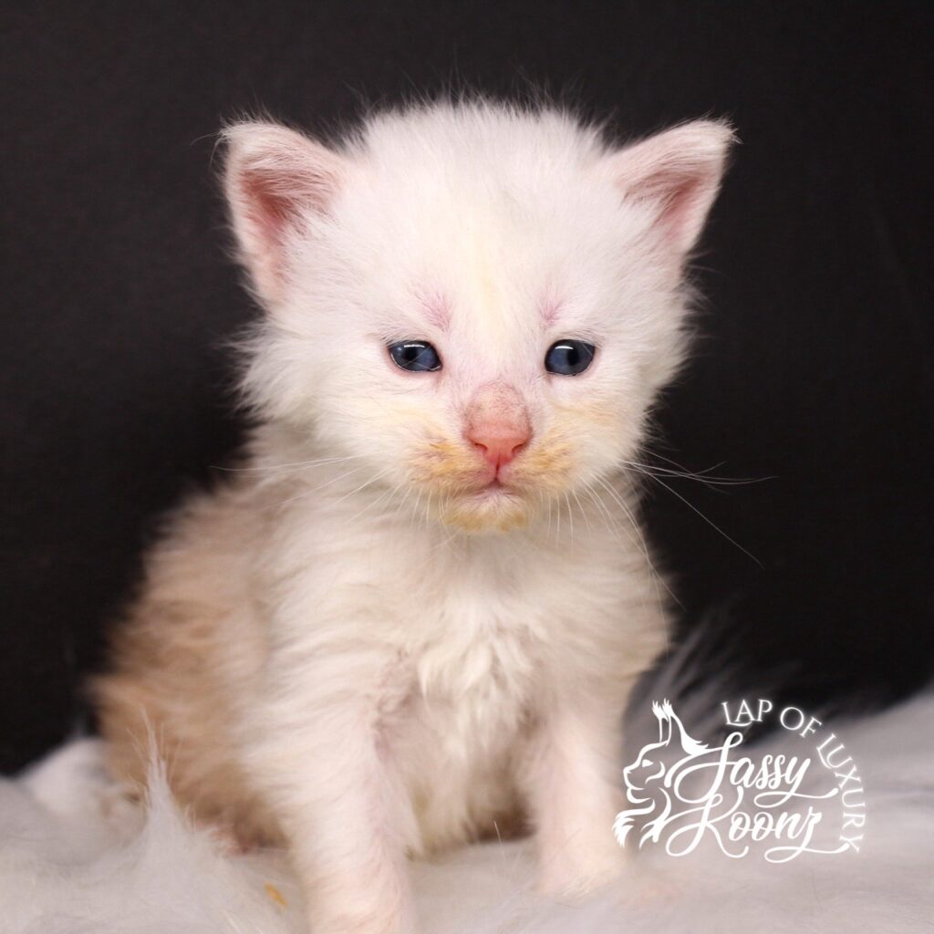 3 week old red silver sassy koonz kitten named hip to be scared ⋆ Sassy Koonz Maine Coon Cattery 3 week old red silver sassy koonz kitten named hip to be scared
