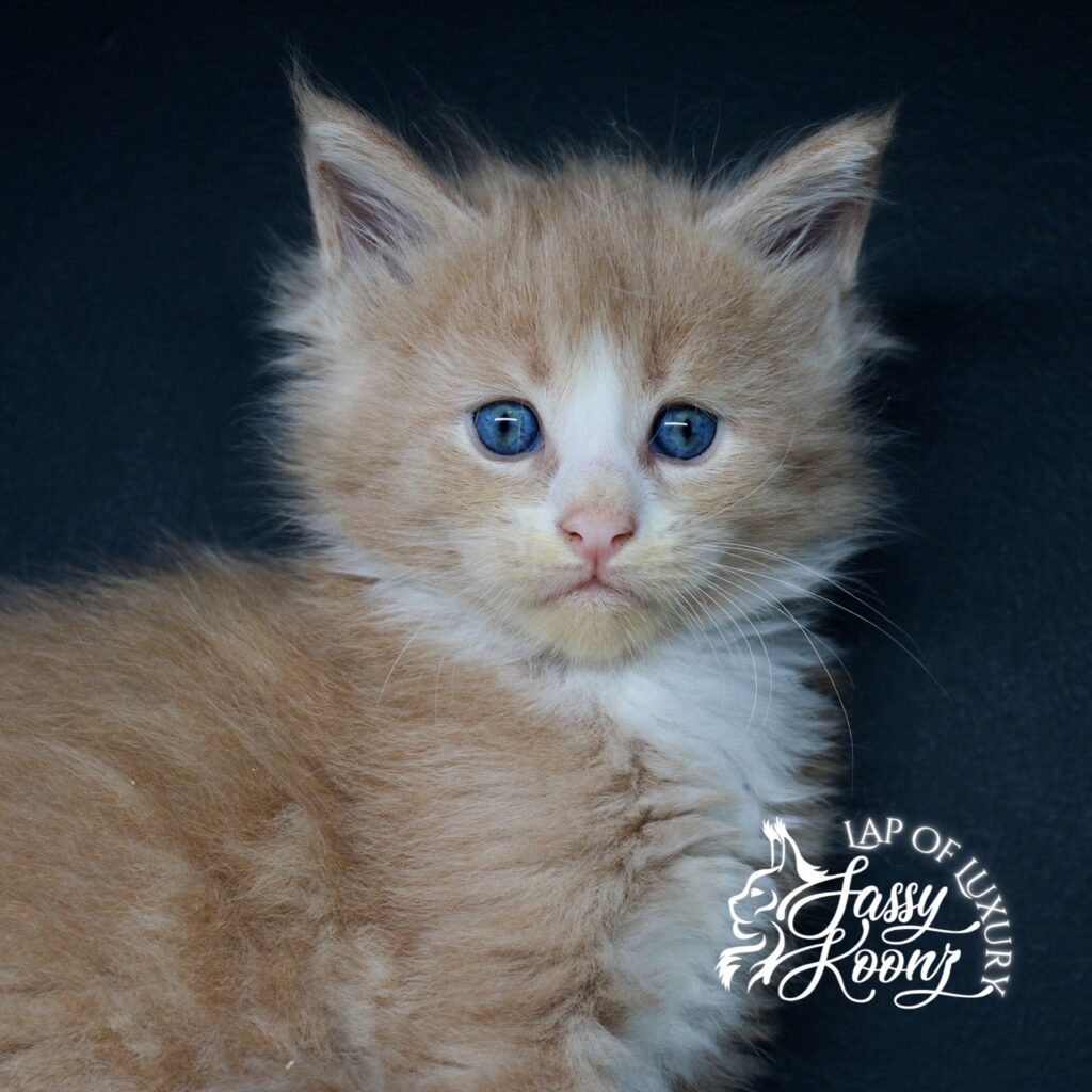 5 week old cream kitten of sassy koonz named caramel sitting on shelf ⋆ Sassy Koonz Maine Coon Cattery Cream and white kitten of Sassy Koonz named Caramel From Sleep Token sitting on a cat shelf