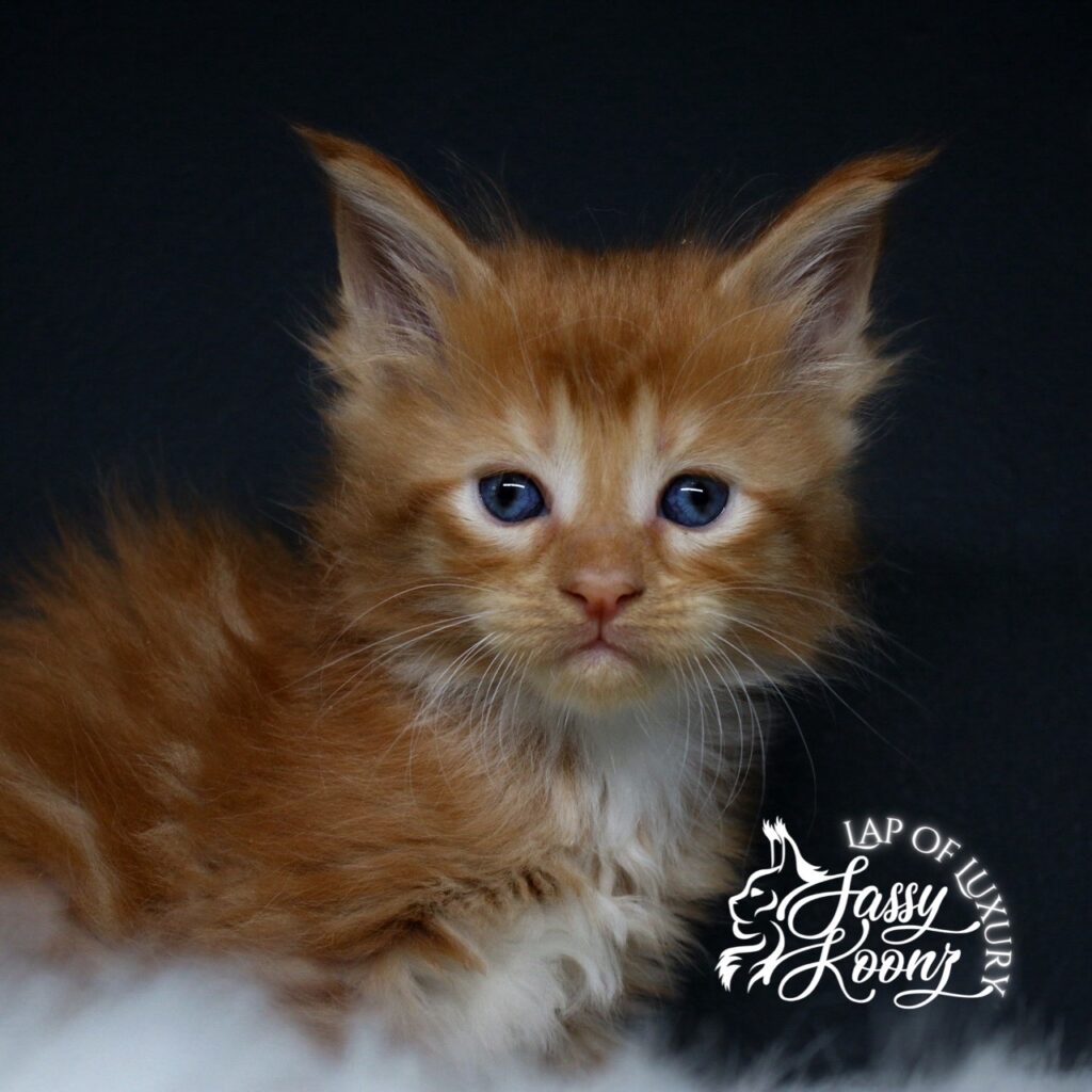 5 week old kitten gethsemane red maine coon girl sitting cute ⋆ Sassy Koonz Maine Coon Cattery Gethsemane, named after Sleep Token, is a 5 week old red maine coon female sitting on a white fur cat shelf.