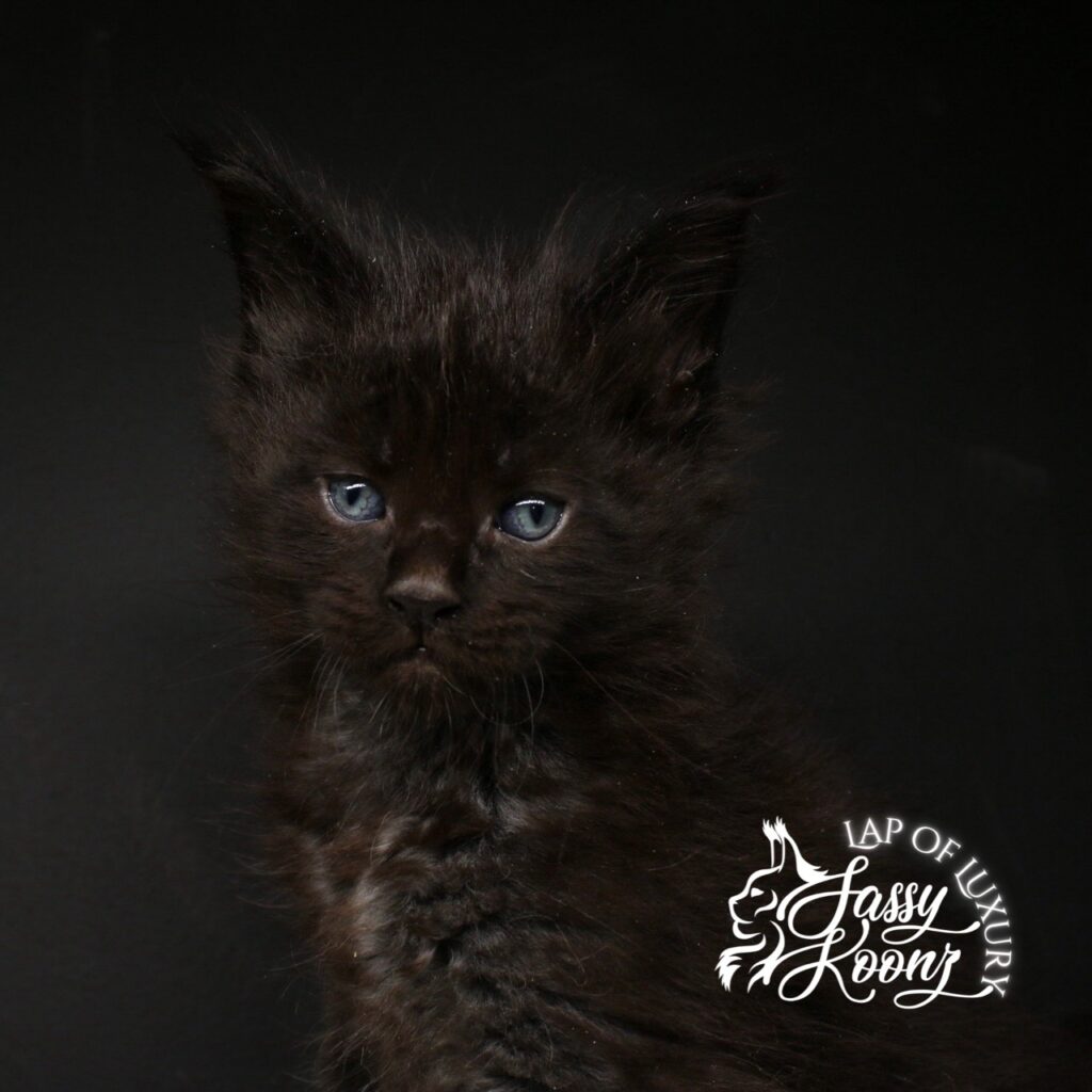 5 week old solid black sassy koonz kitten damocles ⋆ Sassy Koonz Maine Coon Cattery Beautiful 5 week old solid black maine coon kitten damocles