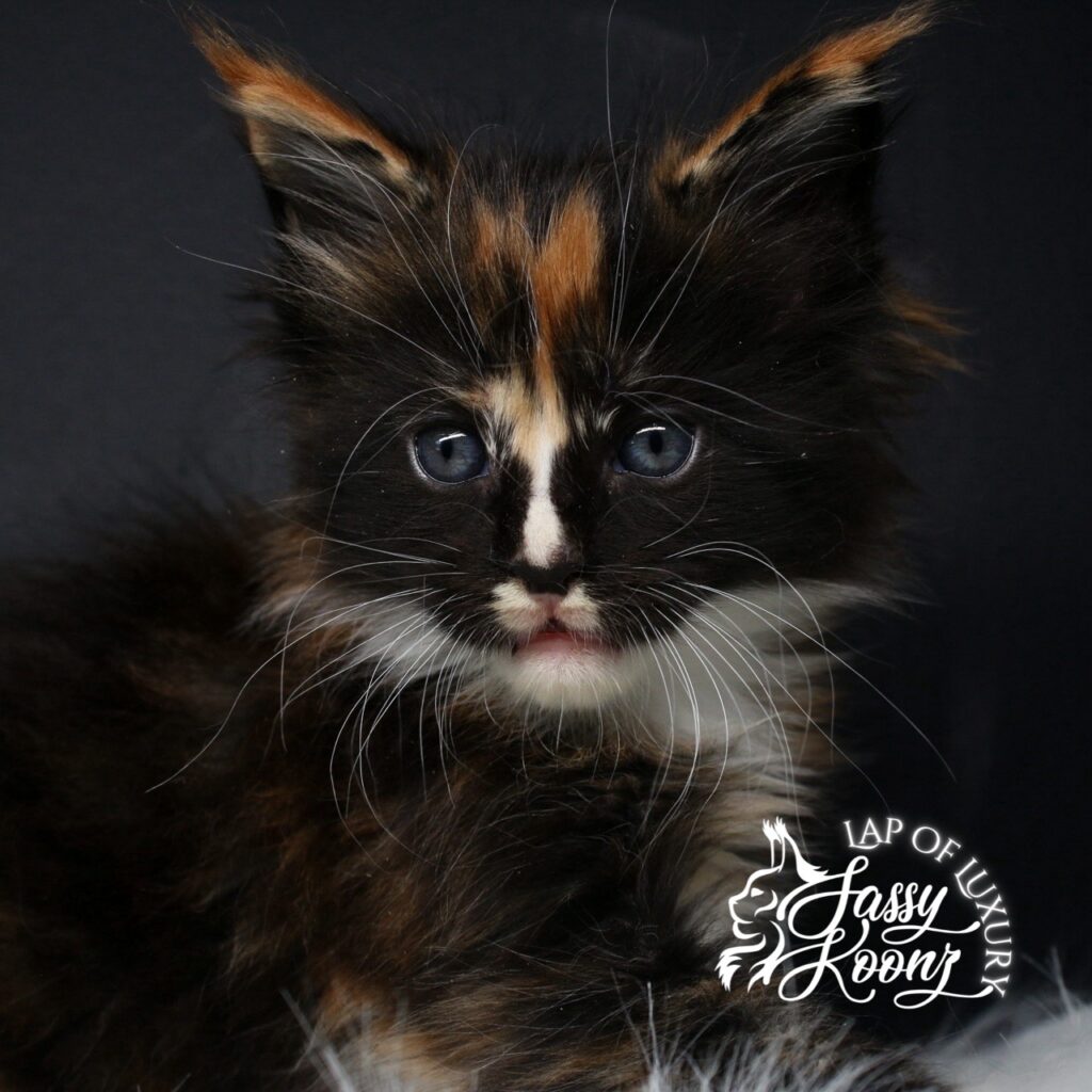 5 week old tortie female with white from sassy koonz named arcadia ⋆ Sassy Koonz Maine Coon Cattery 5 week old tortie female with white from sassy koonz named arcadia