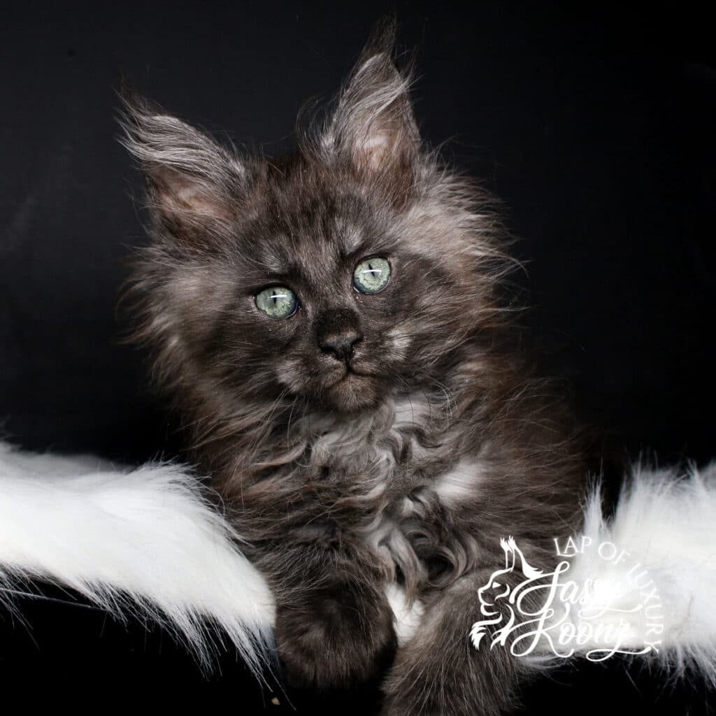 9 week old black smoke kitten past self with wild hair ⋆ Sassy Koonz Maine Coon Cattery 9 week old black smoke kitten past self with wild hair