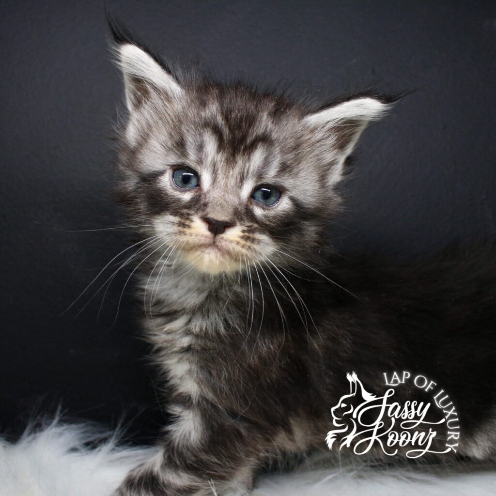A grave mistake 5 week old black silver maine coon from sassy koonz ⋆ Sassy Koonz Maine Coon Cattery A grave mistake 5 week old black silver maine coon from sassy koonz