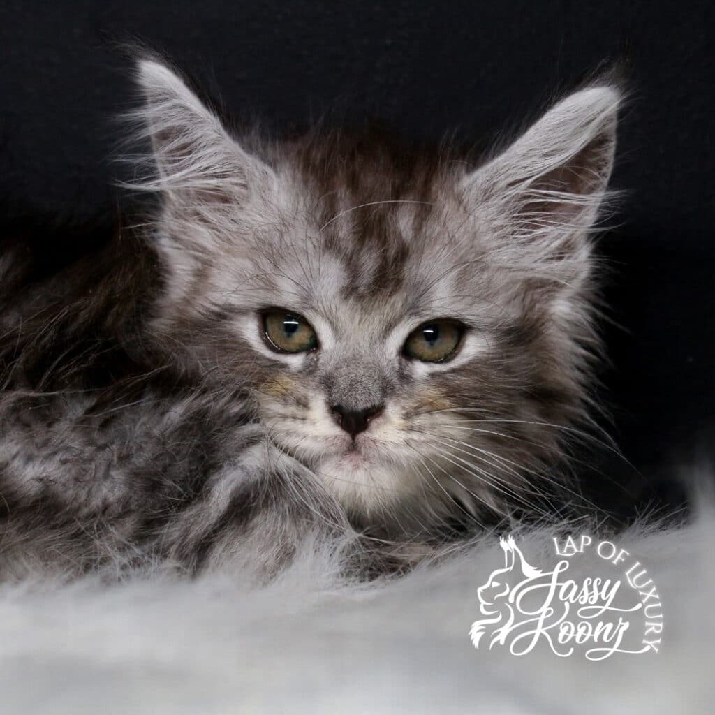The American Nightmare 9 weeks old maine coon kitten black silver tabby female ⋆ Sassy Koonz Maine Coon Cattery The American Nightmare 9 weeks old maine coon kitten black silver tabby female