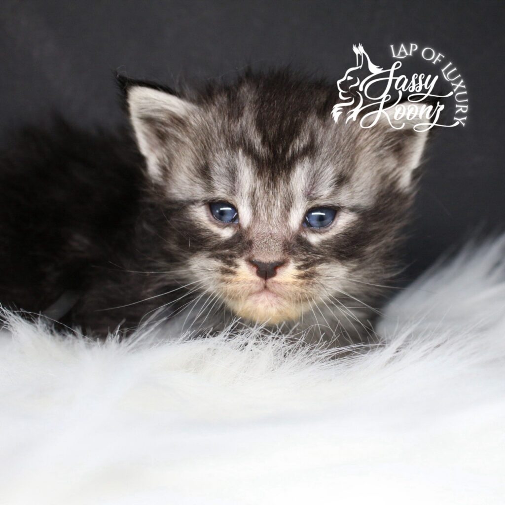 a grave mistake 3 week old sassy koonz maine coon kitten black silver tabby ⋆ Sassy Koonz Maine Coon Cattery a grave mistake 3 week old sassy koonz maine coon kitten black silver tabby