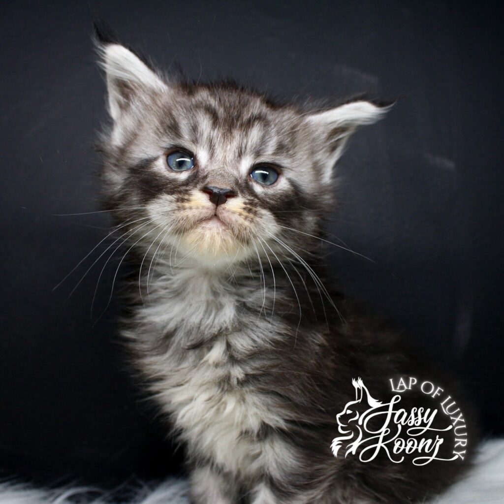 a grave mistake 5 week old black silver maine coon kitten sitting up for photo ⋆ Sassy Koonz Maine Coon Cattery a grave mistake 5 week old black silver maine coon kitten sitting up for photo