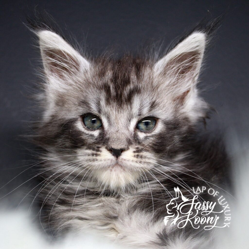 a grave mistake 7 week old black silver maine coon kitten ⋆ Sassy Koonz Maine Coon Cattery a grave mistake 7 week old black silver maine coon kitten