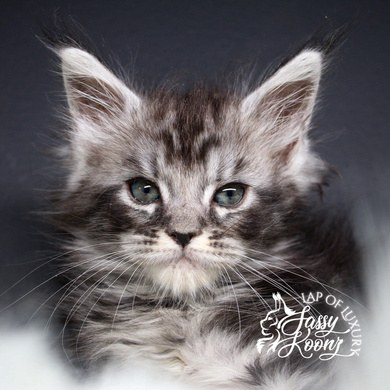 a grave mistake 7 week old black silver maine coon kitten