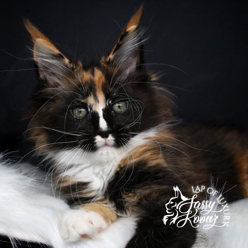 a headshot of a 9 week old tortie kitten named arcadia ⋆ Sassy Koonz Maine Coon Cattery a headshot of a 9 week old tortie kitten named arcadia