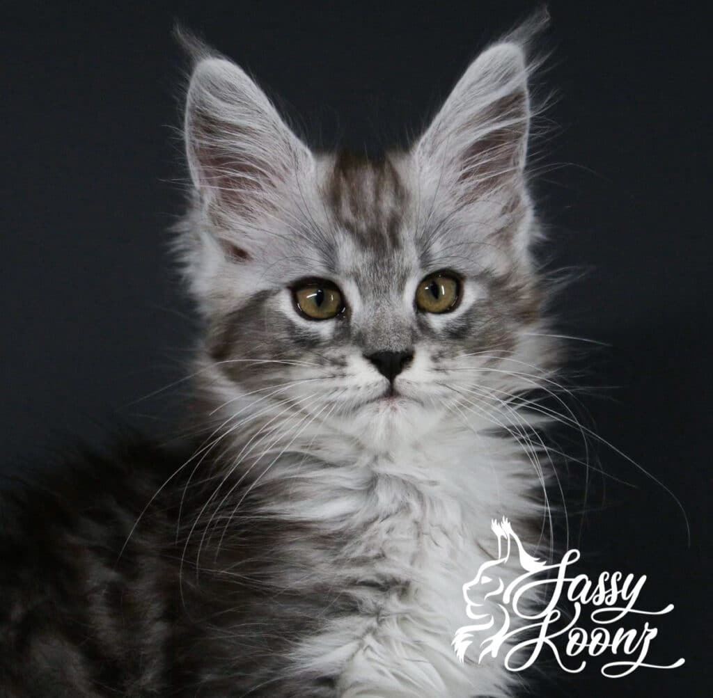 american-maine-coon-kitten-12-weeks-silver ⋆ Sassy Koonz Maine Coon Cattery american maine coon kitten 12 weeks old