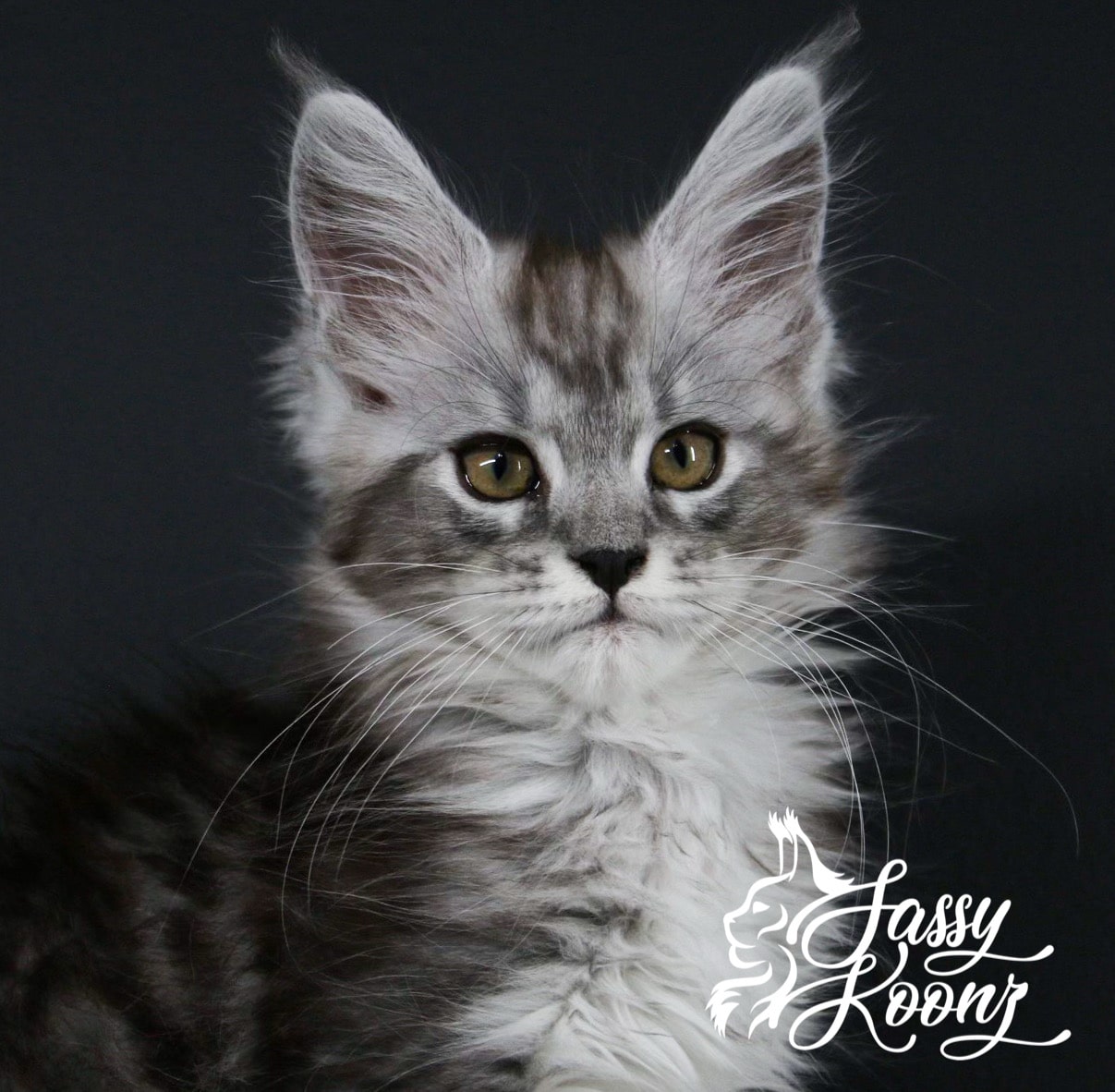 その他 Psychedelic Maine Coon Cat DAC その他 Psychedelic Maine Coon Cat DAC Psychedelic Maine Coon