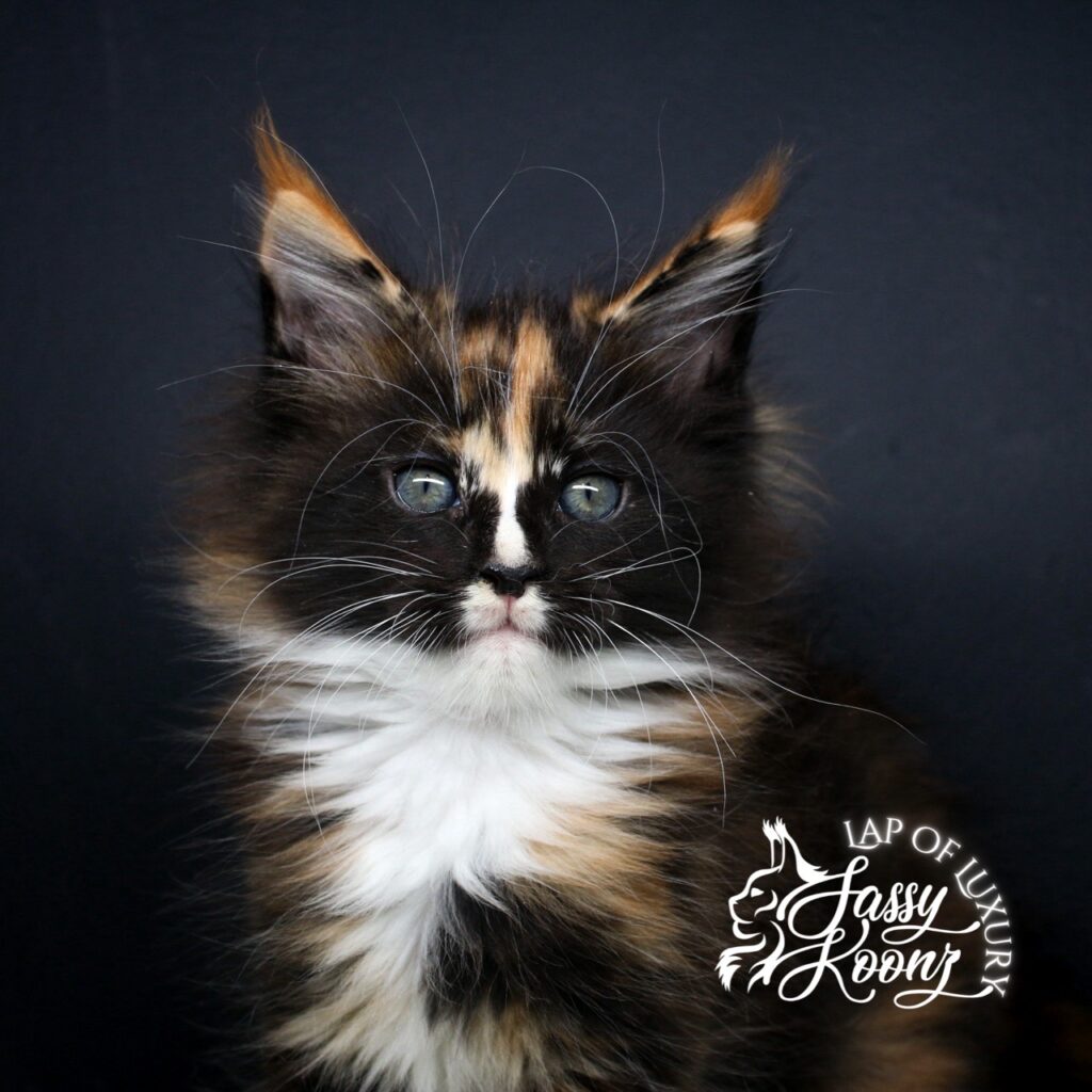 arcadia 7 week old beautiful maine coon kitten tortie ⋆ Sassy Koonz Maine Coon Cattery arcadia 7 week old beautiful maine coon kitten tortie