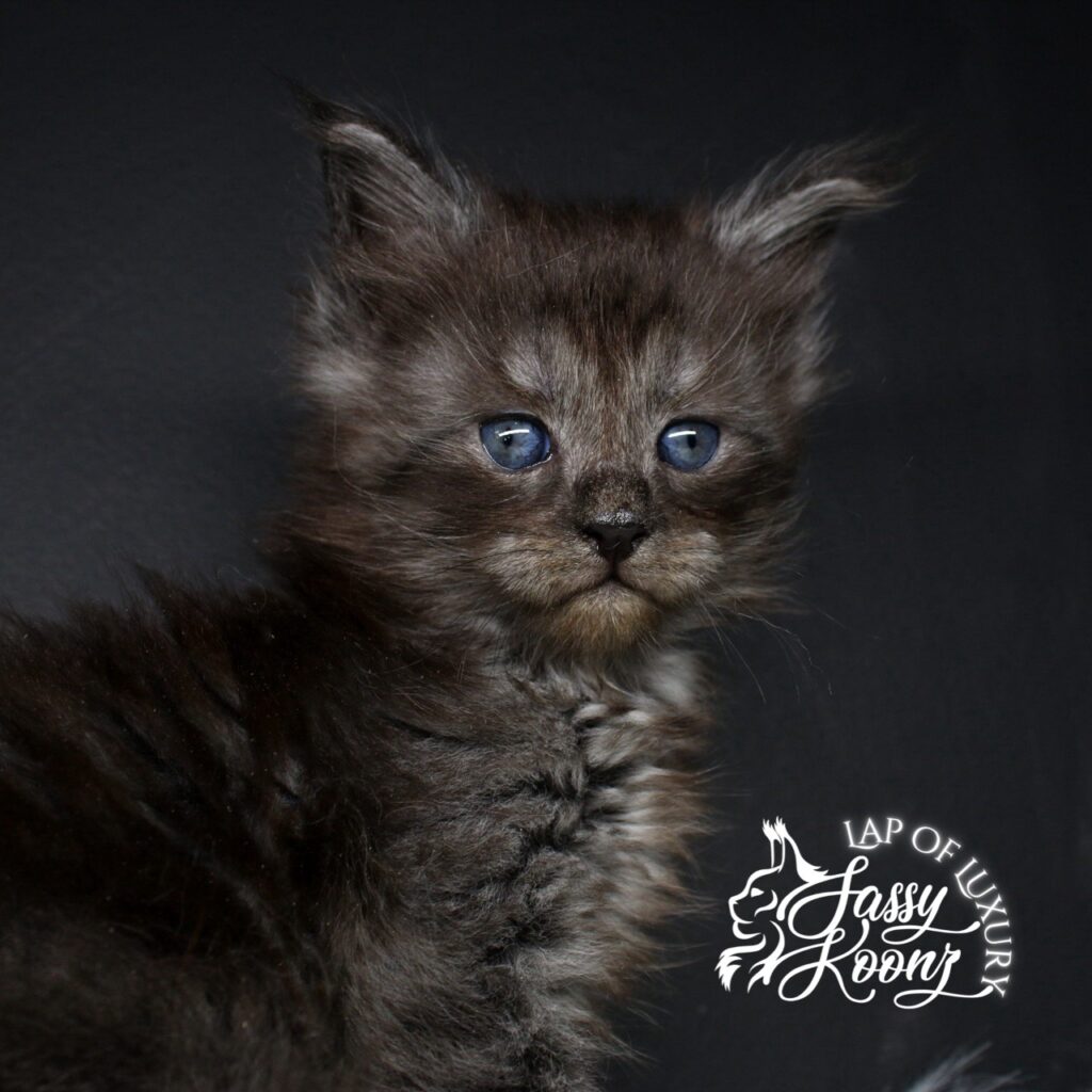 black smoke maine coon kitten past self from sassy koonz 5 weeks old ⋆ Sassy Koonz Maine Coon Cattery black smoke maine coon kitten past self from sassy koonz 5 weeks old