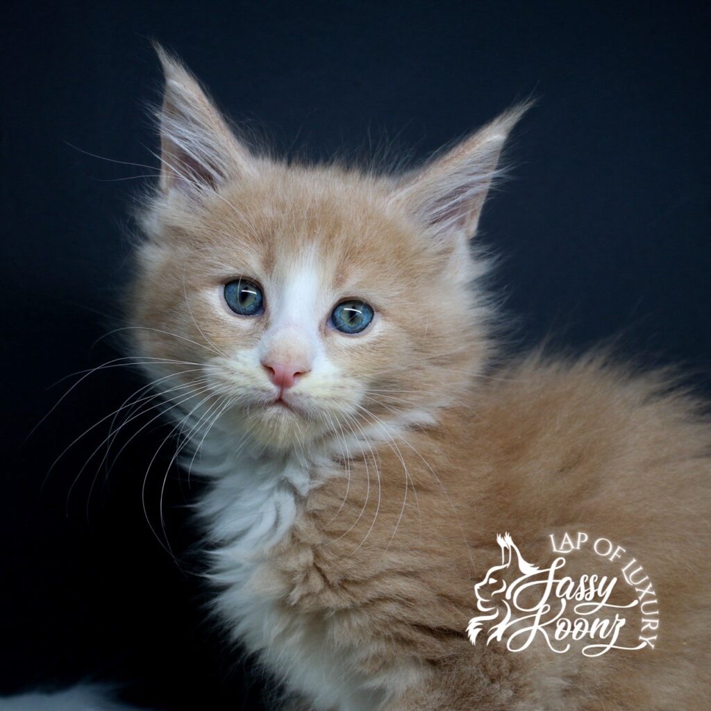 caramel 7 week old cute cream and white maine coon kitten ⋆ Sassy Koonz Maine Coon Cattery caramel 7 week old cute cream and white maine coon kitten