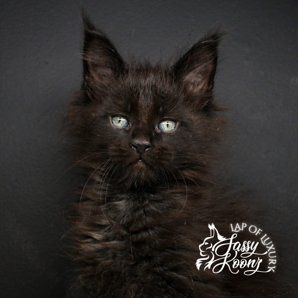damocles solid black 7 week old maine coon kitten from sassy koonz ⋆ Sassy Koonz Maine Coon Cattery damocles solid black 7 week old maine coon kitten from sassy koonz
