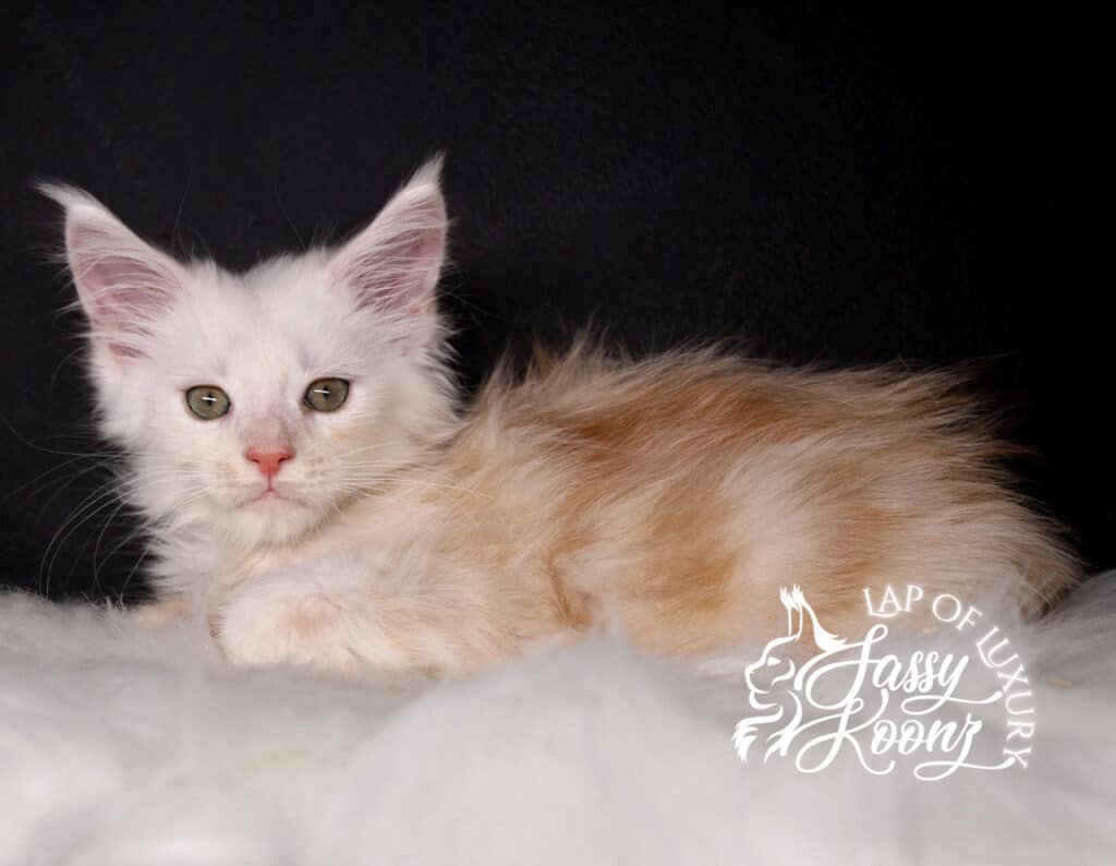 full body portrait of hip to be scared 9 week old maine coon kitten ⋆ Sassy Koonz Maine Coon Cattery full body portrait of hip to be scared 9 week old maine coon kitten