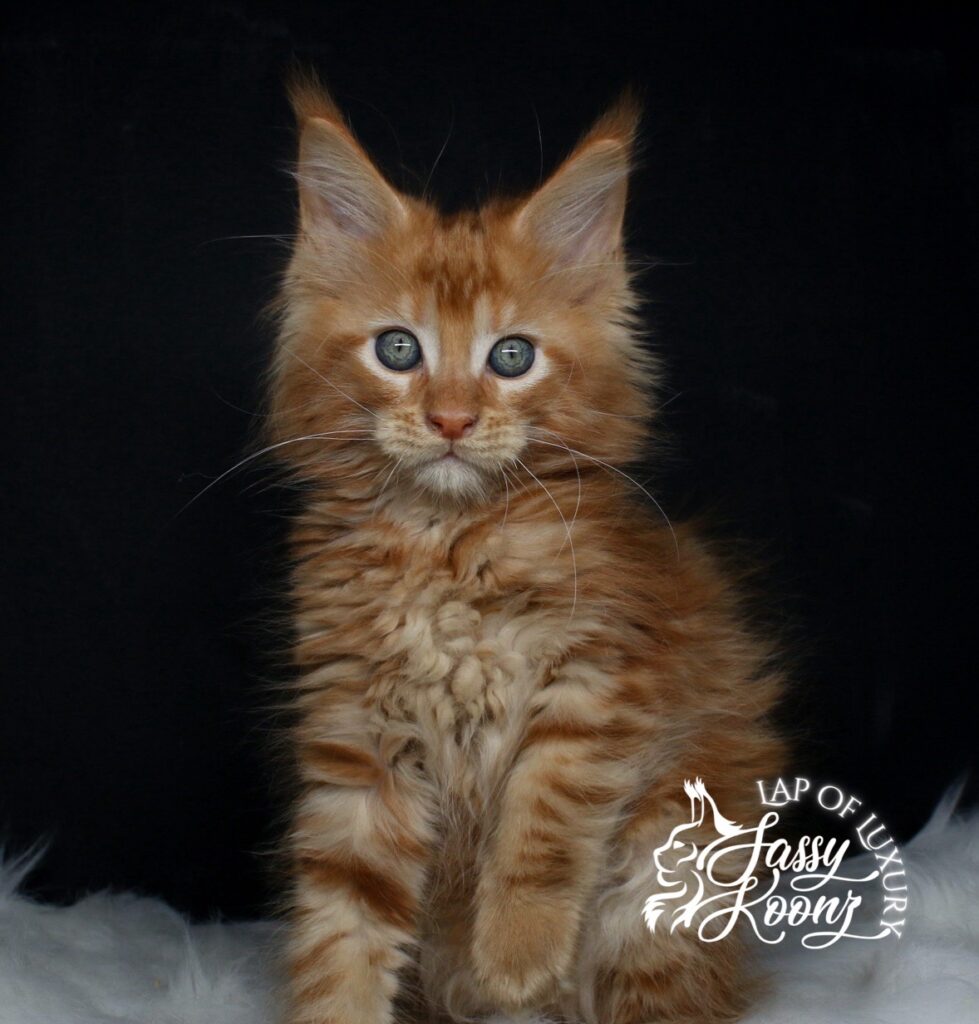 full body shot of 9 week old red male maine coon kitten ⋆ Sassy Koonz Maine Coon Cattery full body shot of 9 week old red male maine coon kitten
