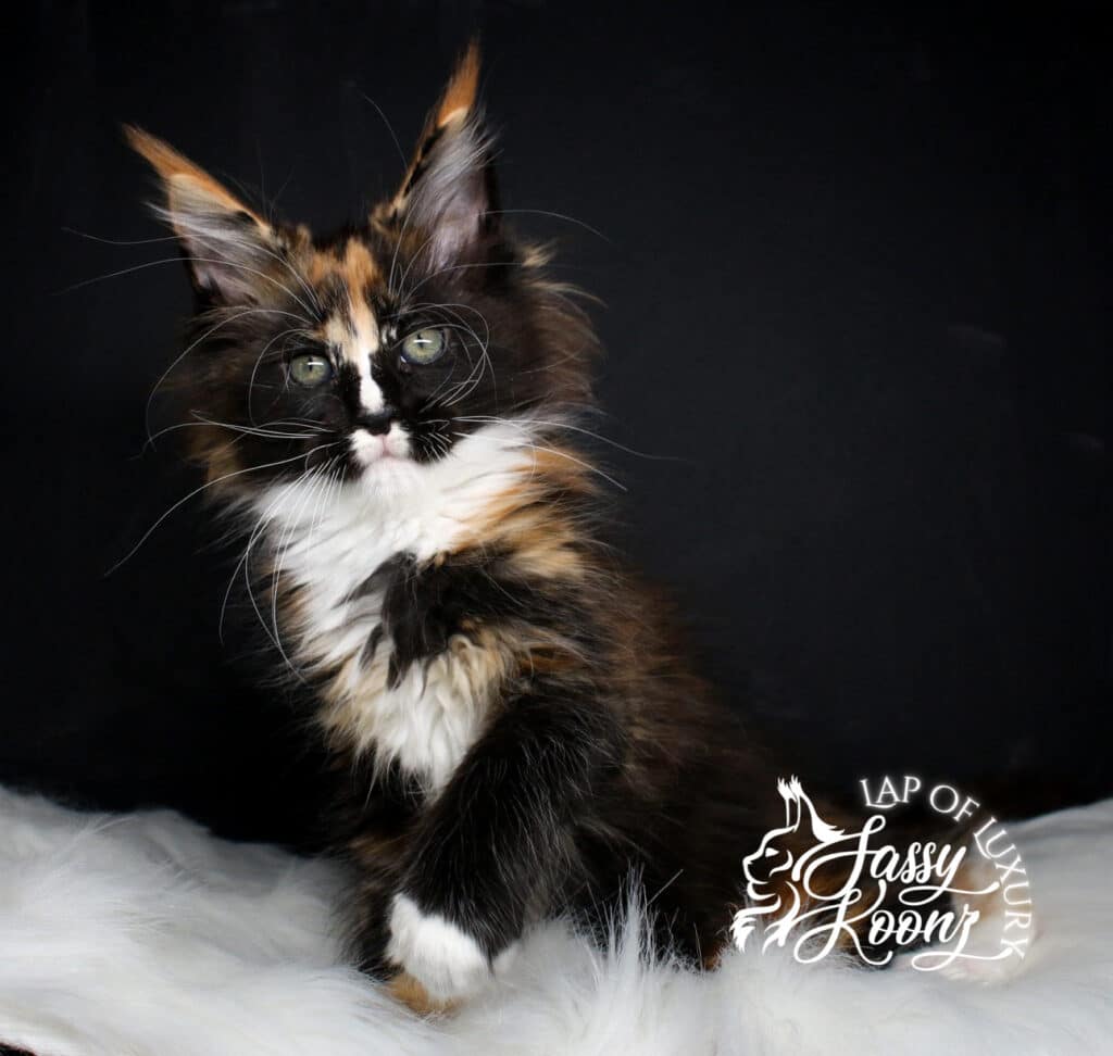 full body shot of arcadia a 9 week old maine coon kitten ⋆ Sassy Koonz Maine Coon Cattery full body shot of arcadia a 9 week old maine coon kitten