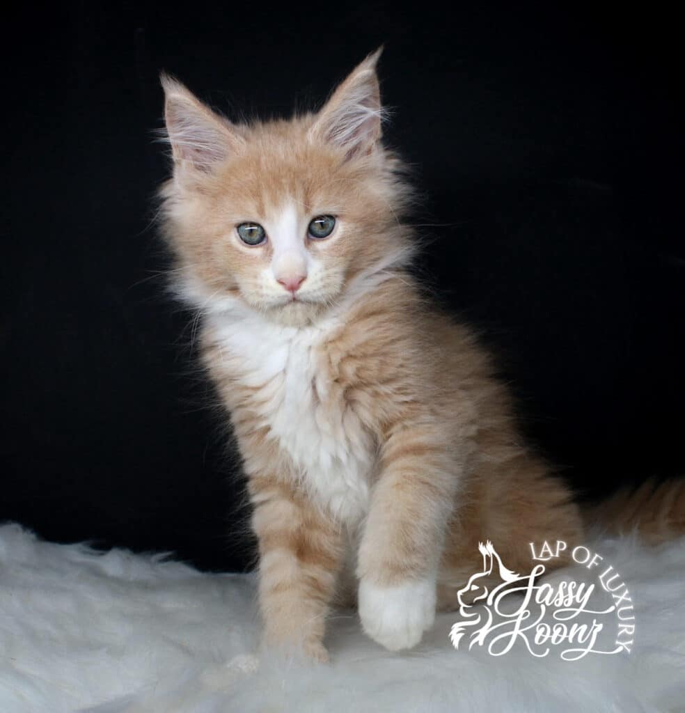 full body shot of caramel a 9 week old cream and white maine coon kitten ⋆ Sassy Koonz Maine Coon Cattery full body shot of caramel a 9 week old cream and white maine coon kitten