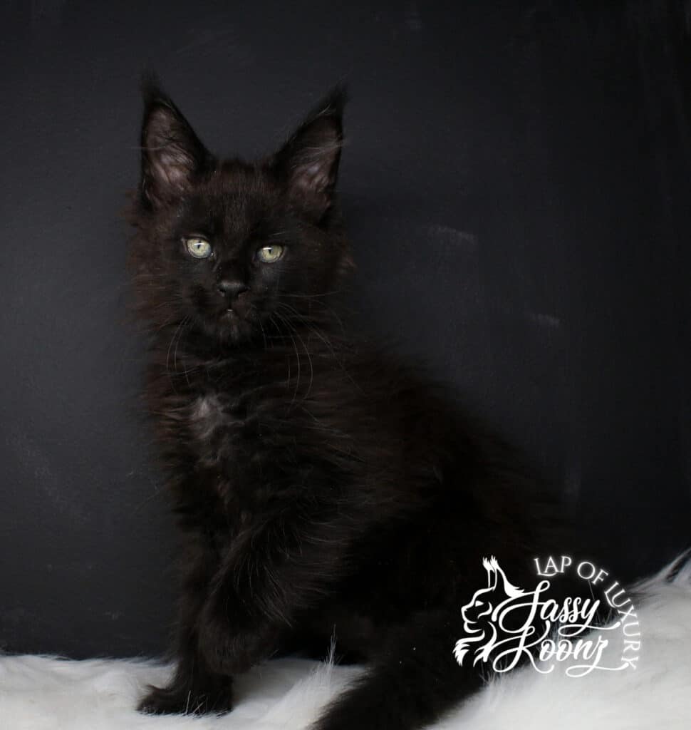 full body shot of damocles a black 9 week old maine coon kitten ⋆ Sassy Koonz Maine Coon Cattery full body shot of damocles a black 9 week old maine coon kitten