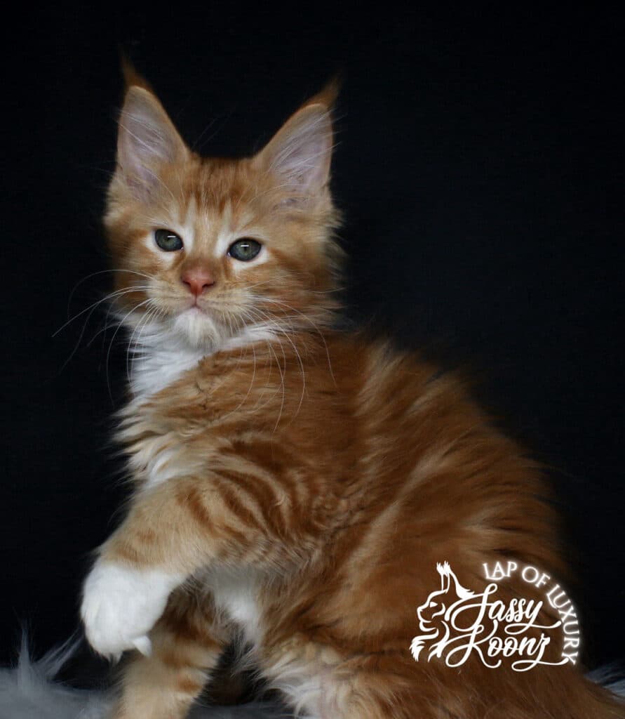 full body shot of gethsemane a red female maine coon kitten ⋆ Sassy Koonz Maine Coon Cattery full body shot of gethsemane a red female maine coon kitten