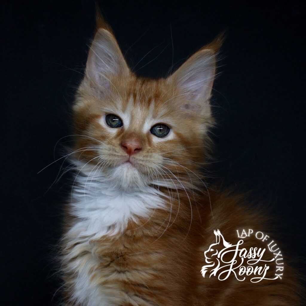 gethsemane 9 week old red female maine coon kitten ⋆ Sassy Koonz Maine Coon Cattery gethsemane 9 week old red female maine coon kitten