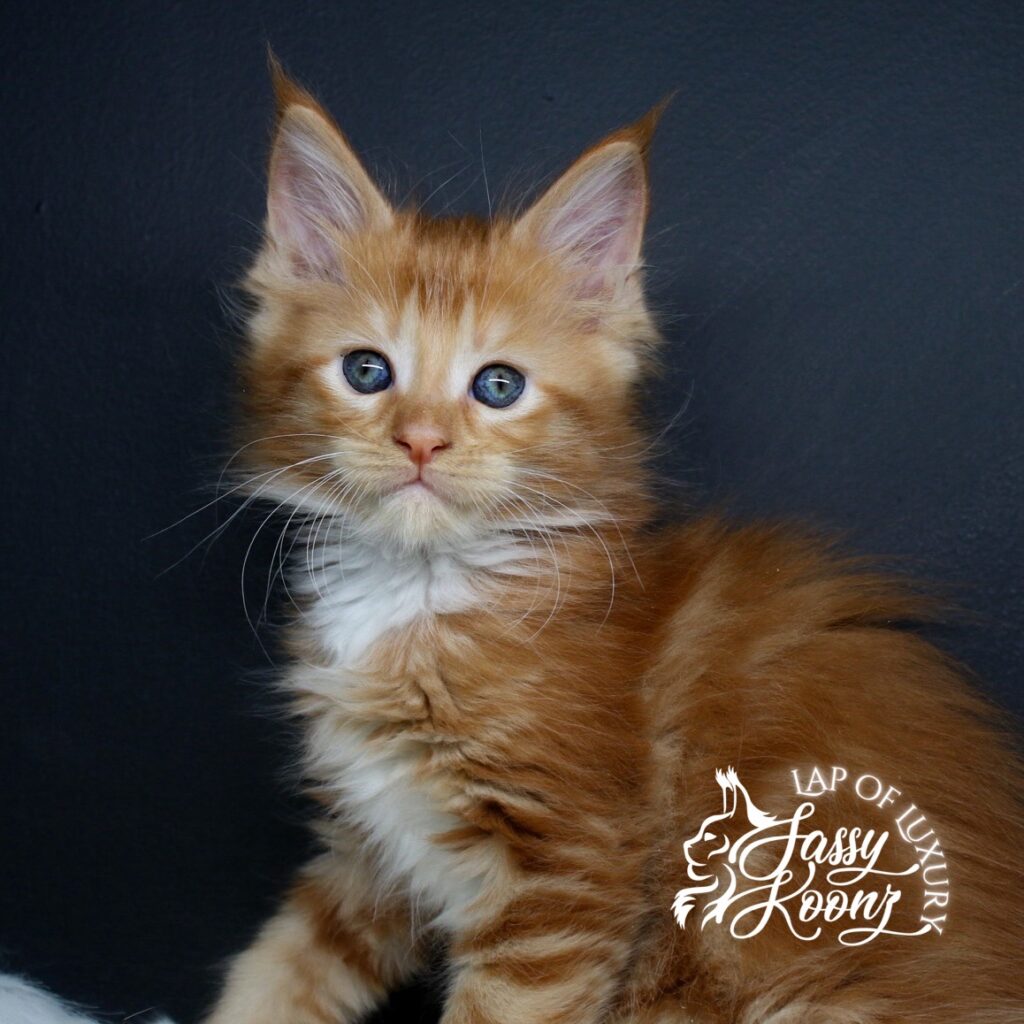 gethsemane fiery red 7 week old maine coon kitten posing for a photo ⋆ Sassy Koonz Maine Coon Cattery gethsemane fiery red 7 week old maine coon kitten posing for a photo