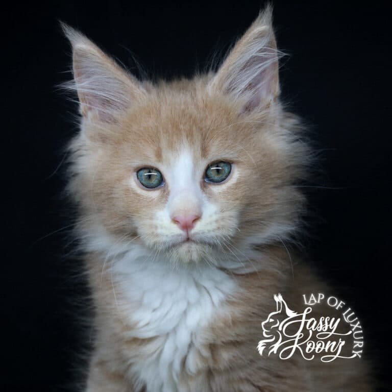 headshot of caramel a 9 week old cream and white maine coon kitten