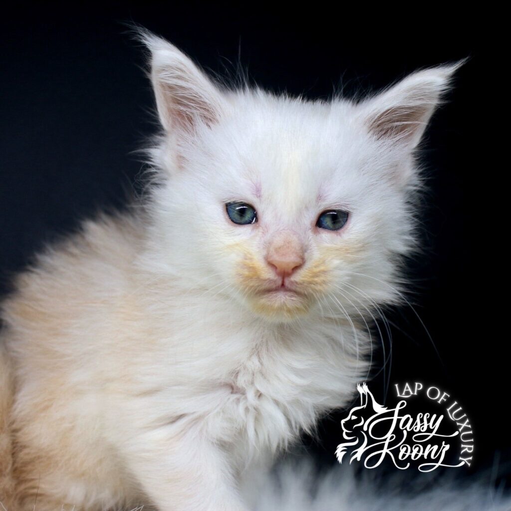 hip to be scared 5 week old maine coon kitten sitting for photo ⋆ Sassy Koonz Maine Coon Cattery hip to be scared 5 week old maine coon kitten sitting for photo