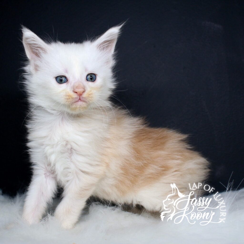 hip to be scared 5 week red silver maine coon kitten standing up for photo ⋆ Sassy Koonz Maine Coon Cattery hip to be scared 5 week red silver maine coon kitten standing up for photo