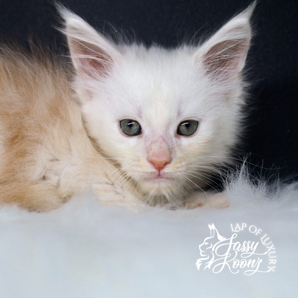 hip to be scared 7 week old red silver maine coon kitten ⋆ Sassy Koonz Maine Coon Cattery hip to be scared 7 week old red silver maine coon kitten