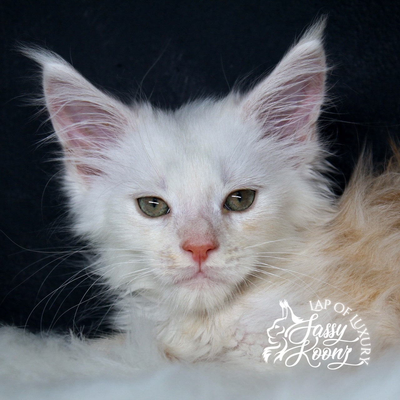 hip to be scared 9 weeks old red silver maine coon kitten