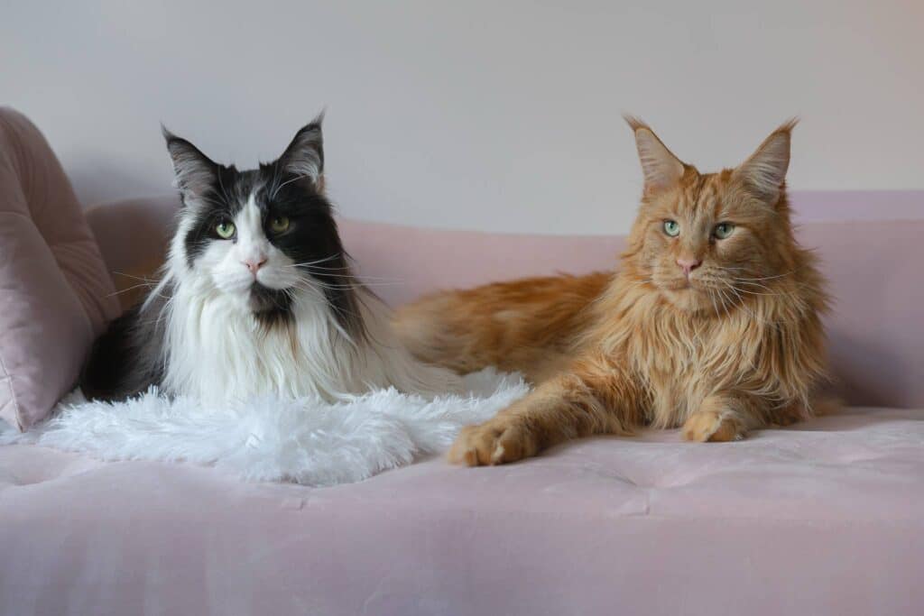 maine-coon-brothers-4-years-old ⋆ Sassy Koonz Maine Coon Cattery maine coon brothers from sassy koonz