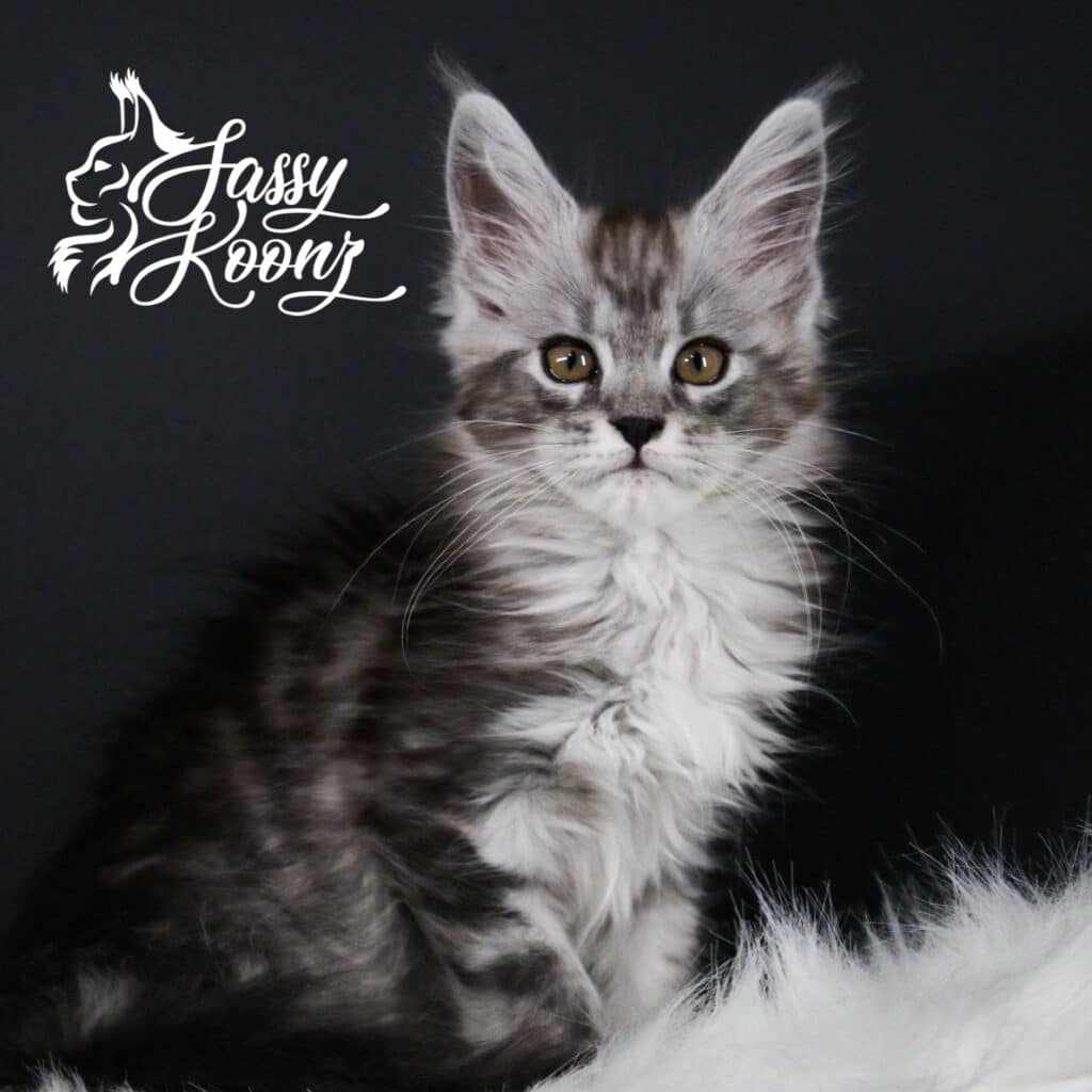 maine-coon-kitten-silver-nightmare-12-weeks ⋆ Sassy Koonz Maine Coon Cattery maine coon kitten silver nightmare 12 weeks old