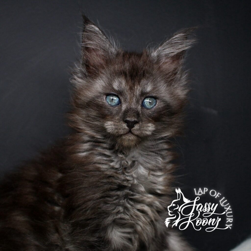 past self 7 week old black smoke maine coon kitten from sassy koonz ⋆ Sassy Koonz Maine Coon Cattery past self 7 week old black smoke maine coon kitten from sassy koonz