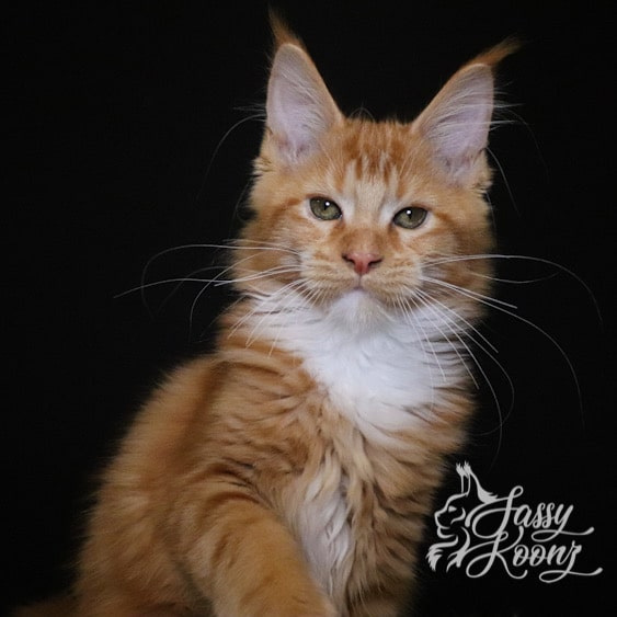 sassy koonz gethsemane red maine coon girl