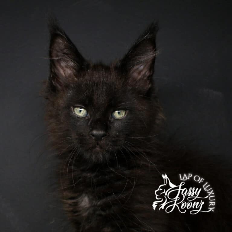 sultry headshot of damocles a 9 week old maine coon kitten