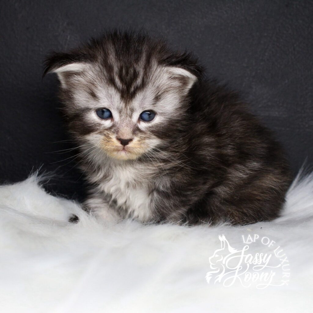 thank god its friday 3 week old black silver torbie from sassy koonz ⋆ Sassy Koonz Maine Coon Cattery thank god its friday 3 week old black silver torbie from sassy koonz