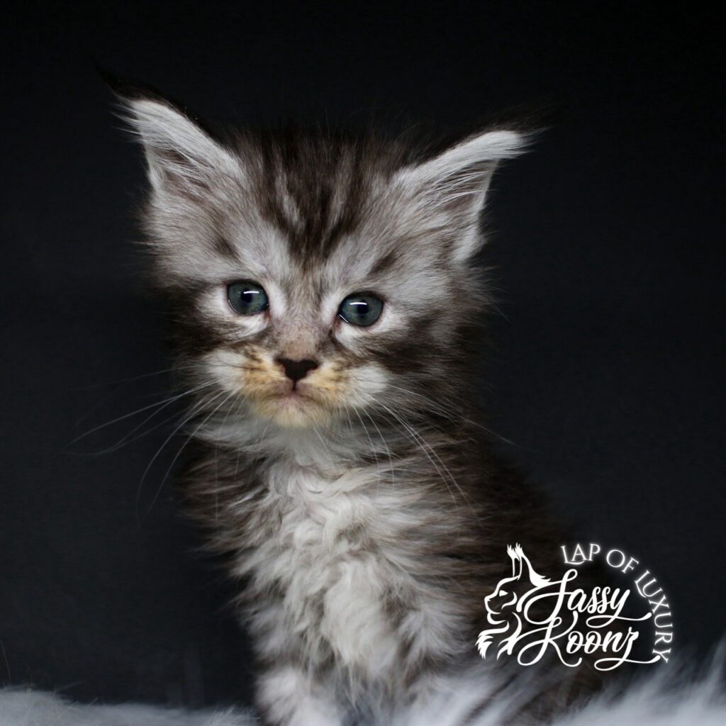 thank god its friday 5 week old black silver maine coon female kitten ⋆ Sassy Koonz Maine Coon Cattery thank god its friday 5 week old black silver maine coon female kitten