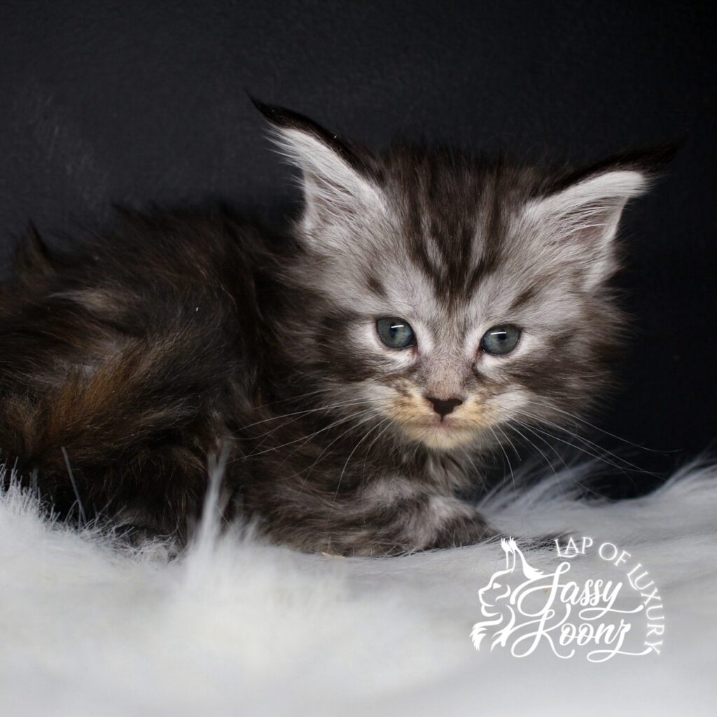thank god its friday 5 week old black silver maine coon kitten laying down for photo ⋆ Sassy Koonz Maine Coon Cattery thank god its friday 5 week old black silver maine coon kitten laying down for photo