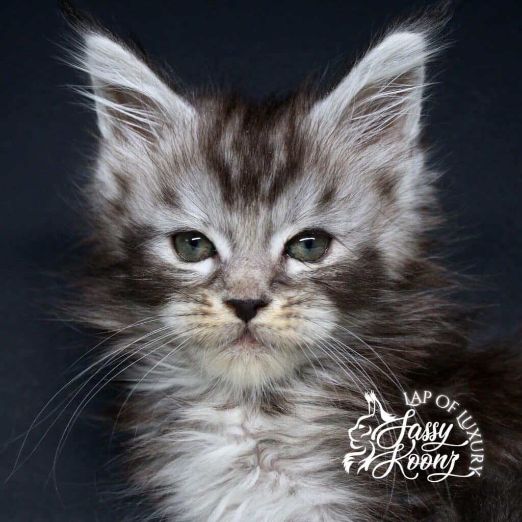 thank god its friday 7 week old maine coon kitten from sassy koonz ⋆ Sassy Koonz Maine Coon Cattery thank god its friday 7 week old maine coon kitten from sassy koonz
