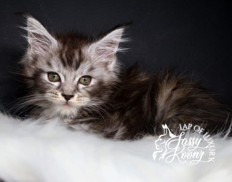 thank god its friday 9 week old black silver torbie maine coon kitten