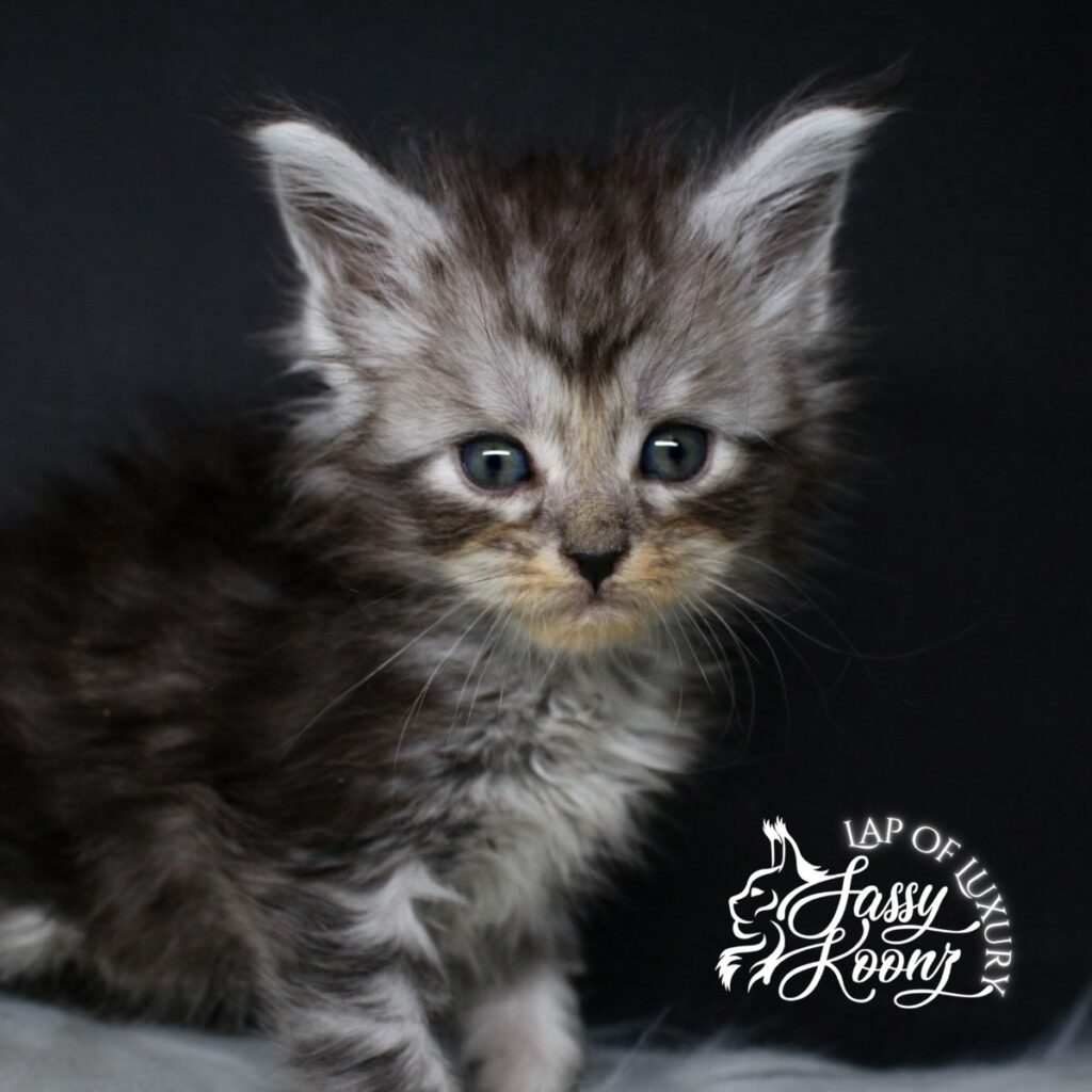 the american nightmare 5 week old black silver maine coon female kitten ⋆ Sassy Koonz Maine Coon Cattery the american nightmare 5 week old black silver maine coon female kitten