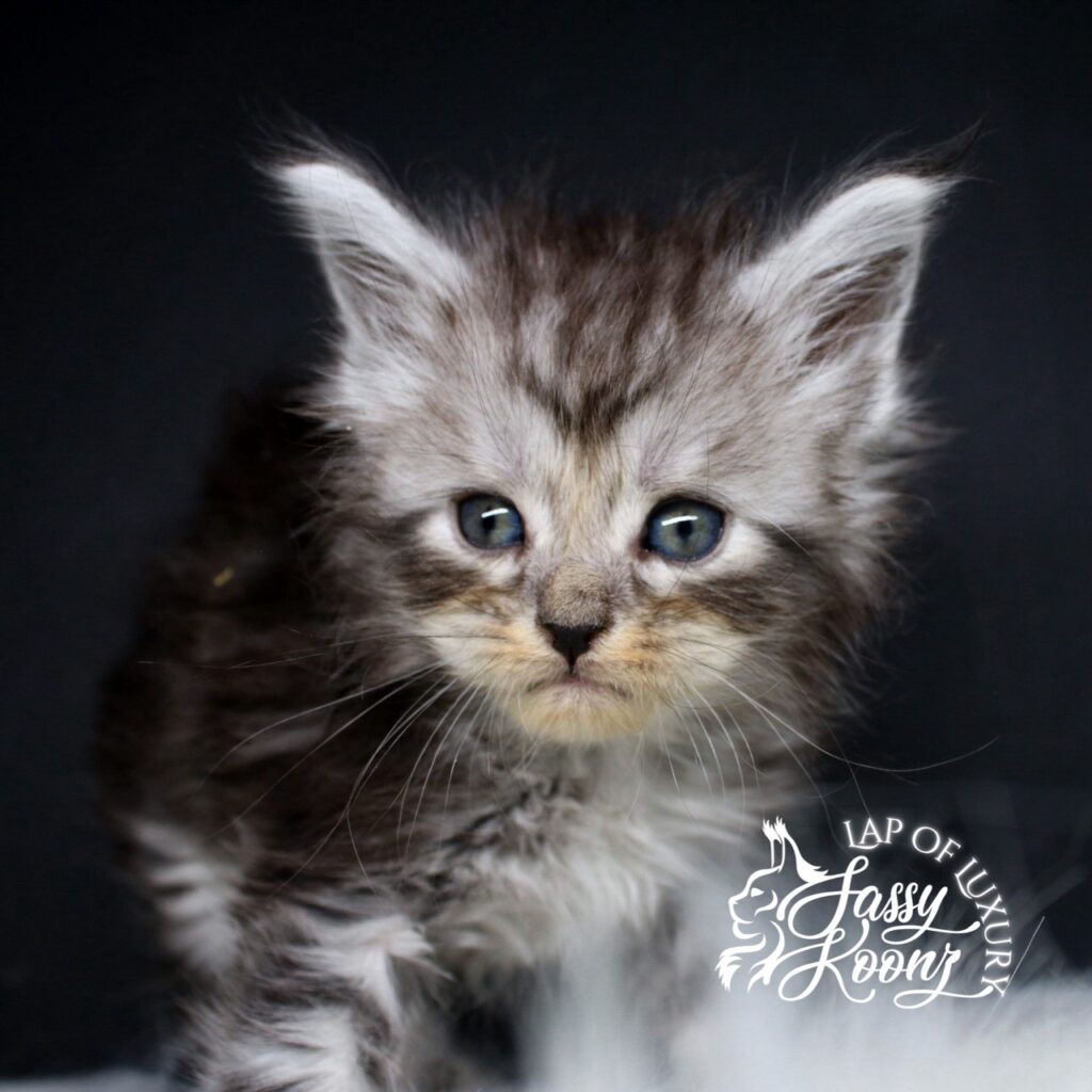 the american nightmare 5 week old black silver maine coon female on fur shelf ⋆ Sassy Koonz Maine Coon Cattery the american nightmare 5 week old black silver maine coon female on fur shelf