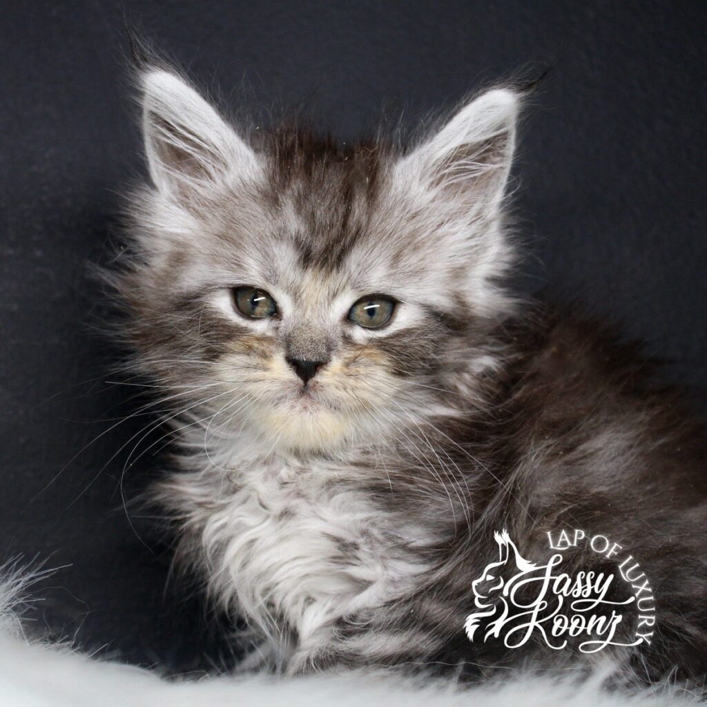 the american nightmare 7 week old maine coon black silver kitten ⋆ Sassy Koonz Maine Coon Cattery the american nightmare 7 week old maine coon black silver kitten